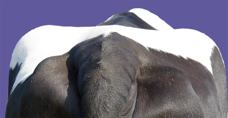 Rear view of a dairy cow showing fat cover around the tailhead.